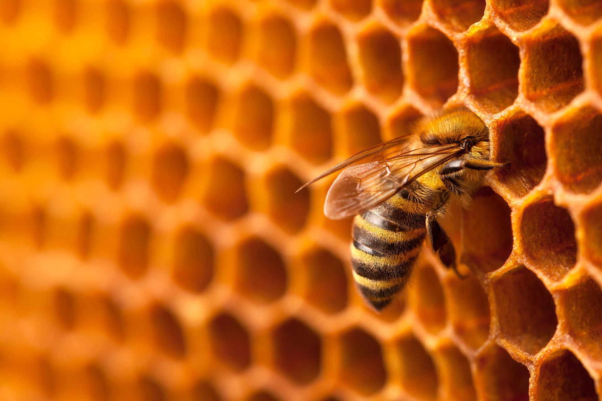 Biene auf Honigwabe.