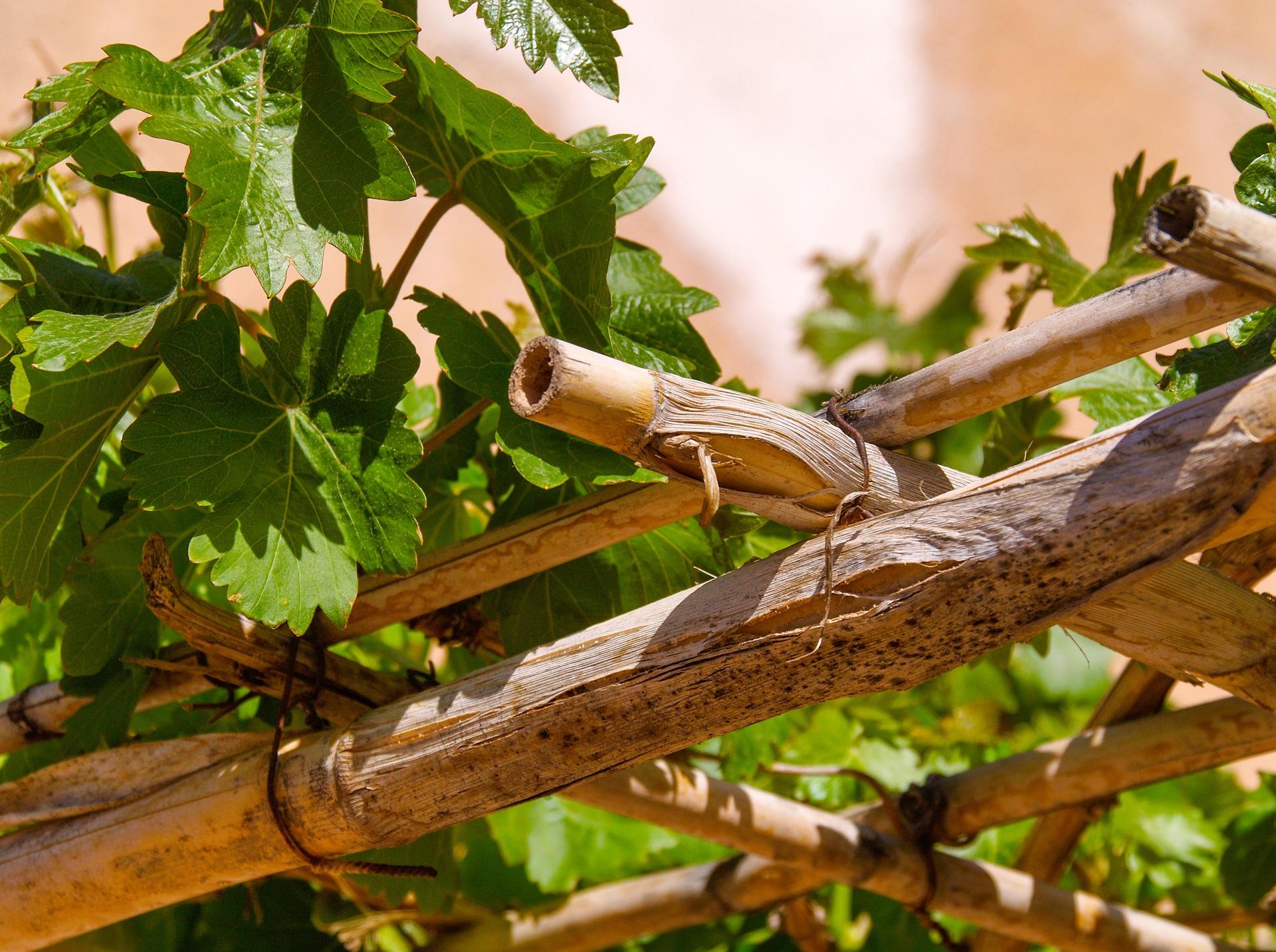Grüne Kletterpflanze rankt sich über hölzernes Gitter im Sonnenlicht | Sonnenschutz Markisen
